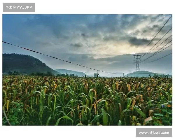 高地红石榴成功种植的六大关键因素助力丰收秘诀解析 高地红石榴成功种植的六大关键因素助力丰收秘诀解析