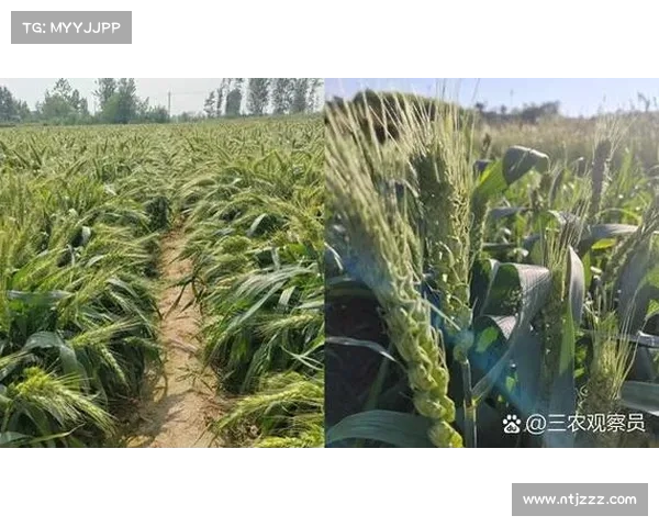 小麦国家队亮点表现回顾 展现出色团队合作与个人实力